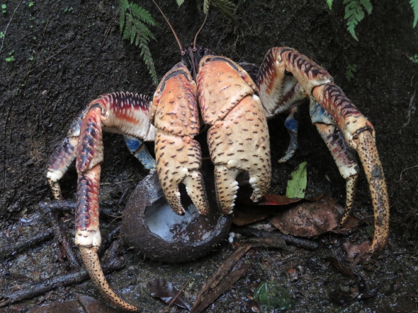 a coconut crab with a freshly opened coconut